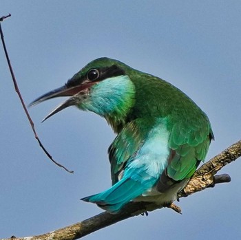 Blue-throated Bee-eater Bang Phra Non-Hunting area Thu, 6/23/2022