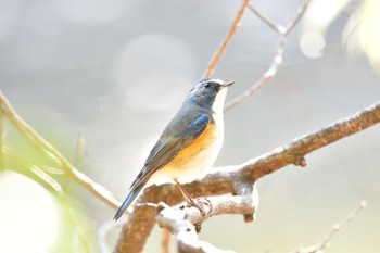 Red-flanked Bluetail 明治神宮北池 Sun, 1/7/2018