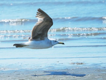 ウミネコ 葛西臨海公園 2022年6月25日(土)