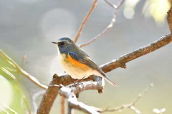 Red-flanked Bluetail 明治神宮北池 Sun, 1/7/2018