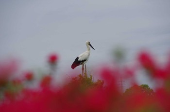 Oriental Stork Watarase Yusuichi (Wetland) Thu, 4/28/2022