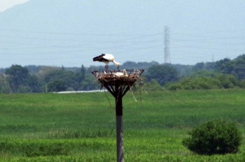 Oriental Stork Watarase Yusuichi (Wetland) Mon, 6/13/2022