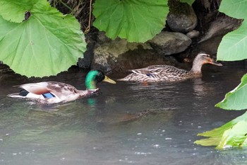 マガモ 福井緑地(札幌市西区) 2022年6月28日(火)