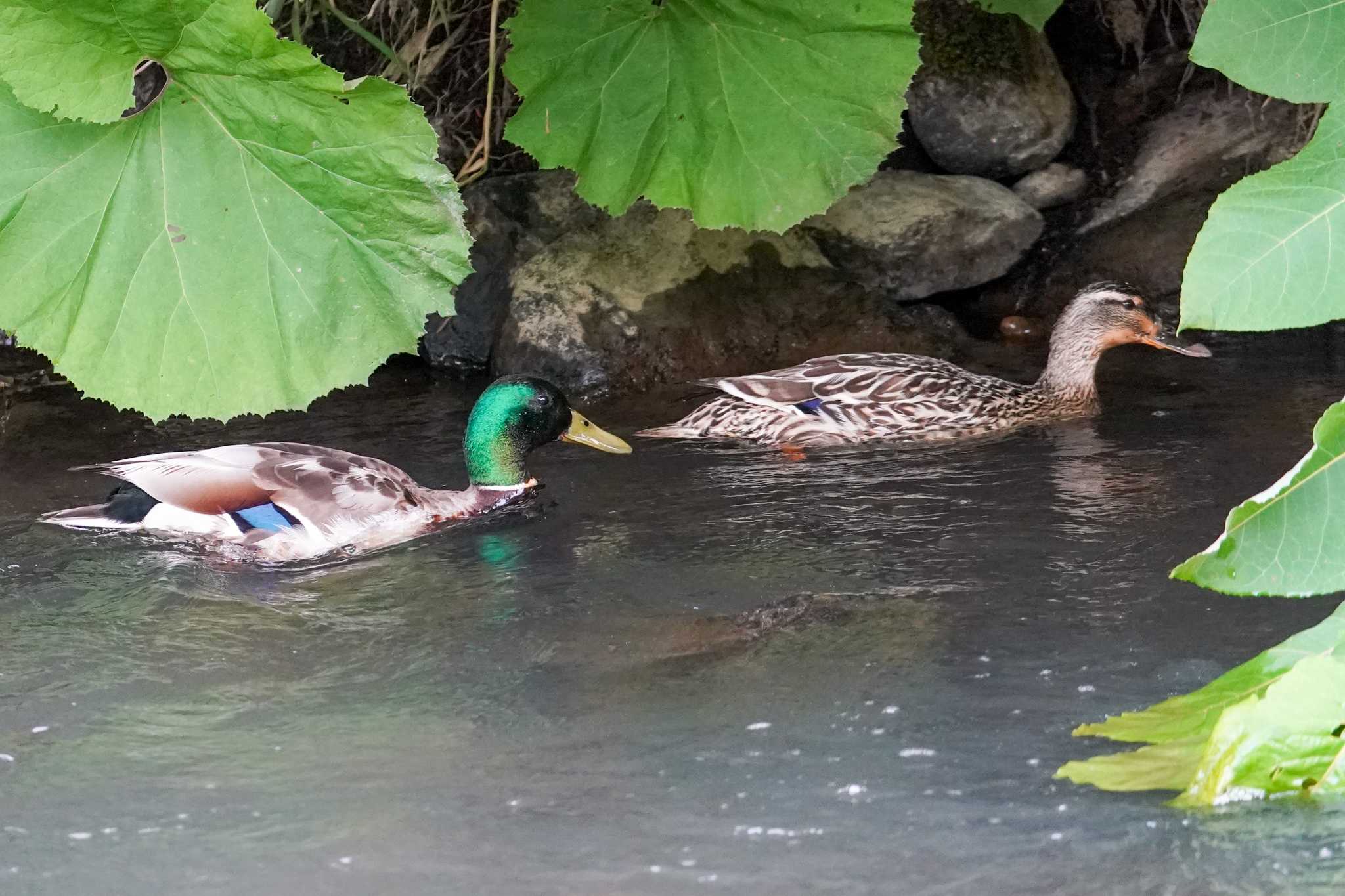 福井緑地(札幌市西区) マガモの写真 by 98_Ark (98ｱｰｸ)