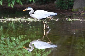 Grey Heron Hikarigaoka Park Sat, 6/18/2022