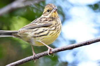 Masked Bunting 明治神宮北池 Sun, 1/7/2018