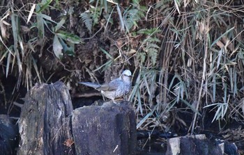 Brown-eared Bulbul 明治神宮北池 Sun, 1/7/2018