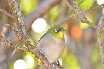 Warbling White-eye 明治神宮北池 Sun, 1/7/2018