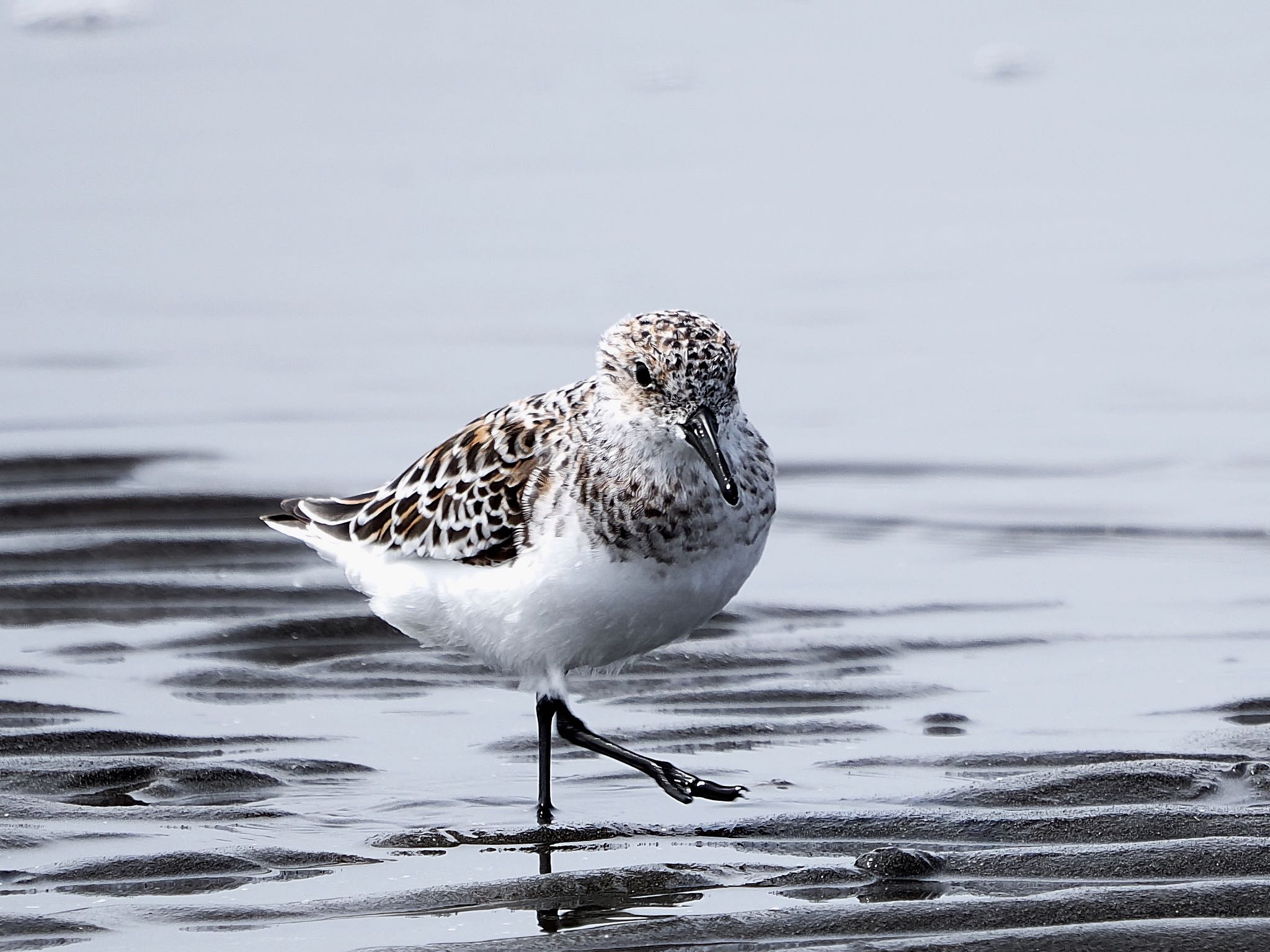 Sanderling