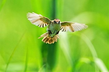 Marsh Grassbird Watarase Yusuichi (Wetland) Sat, 6/25/2022