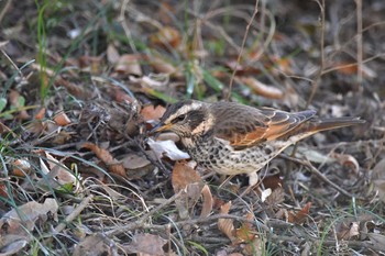 Dusky Thrush 明治神宮北池 Sun, 1/7/2018