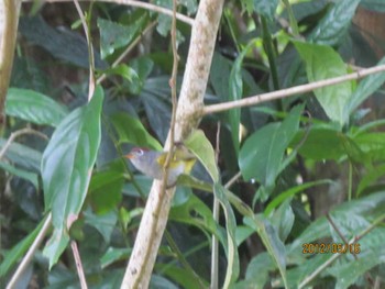 Chestnut-crowned Warbler