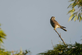 Sun, 6/26/2022 Birding report at 稲城