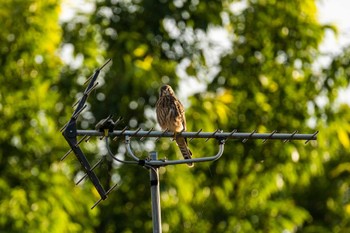 Common Kestrel 稲城 Sun, 6/26/2022