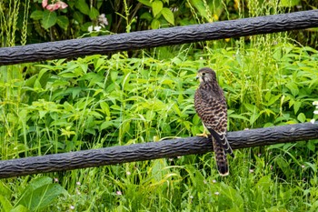 Common Kestrel 稲城 Sun, 6/26/2022