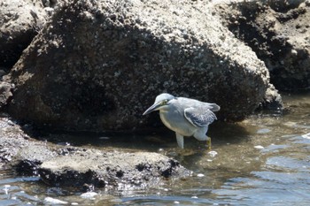 2022年6月26日(日) 東京港野鳥公園の野鳥観察記録