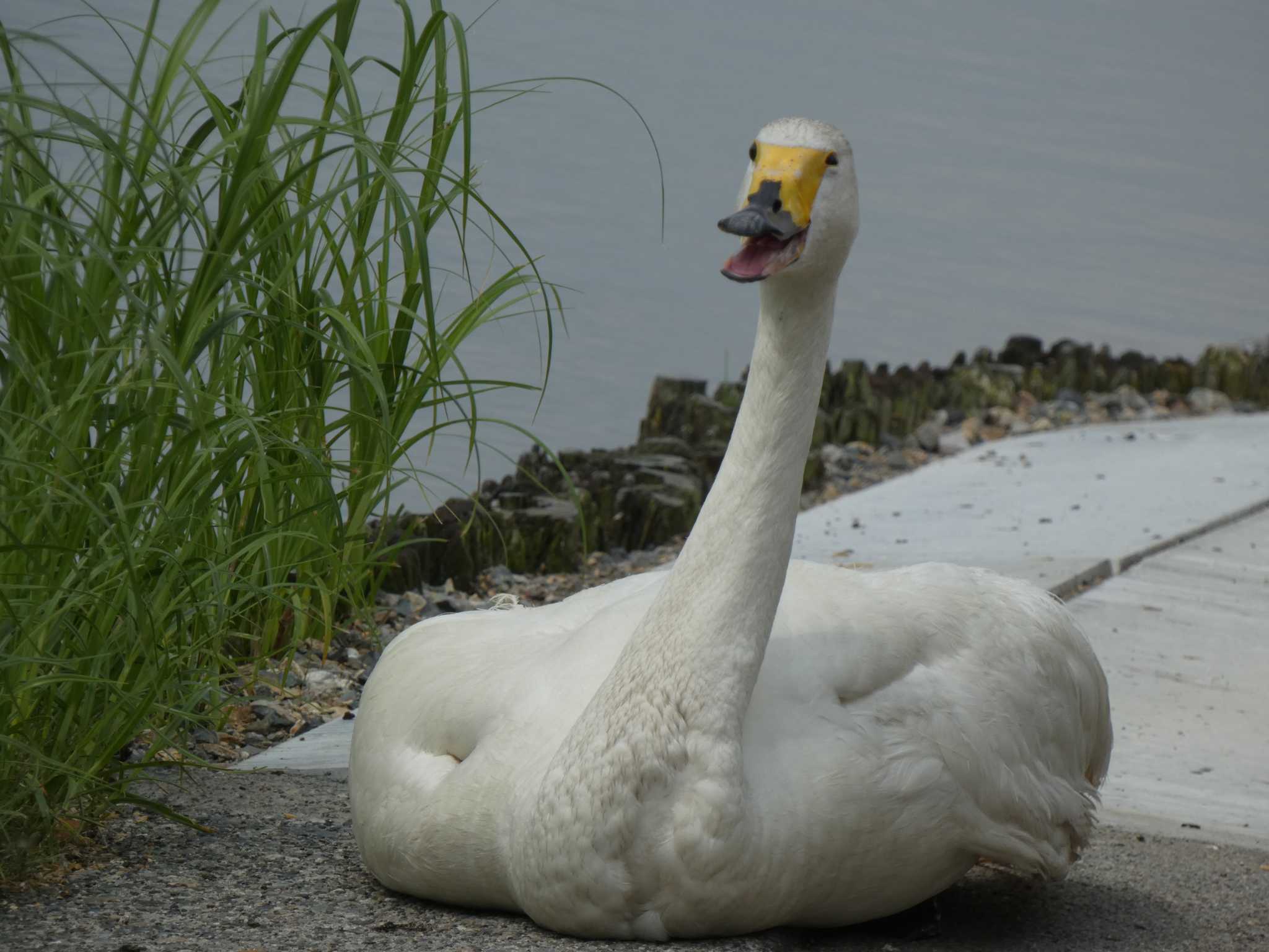 Photo of Whooper Swan at 瓢湖 by TAGAMEDORI