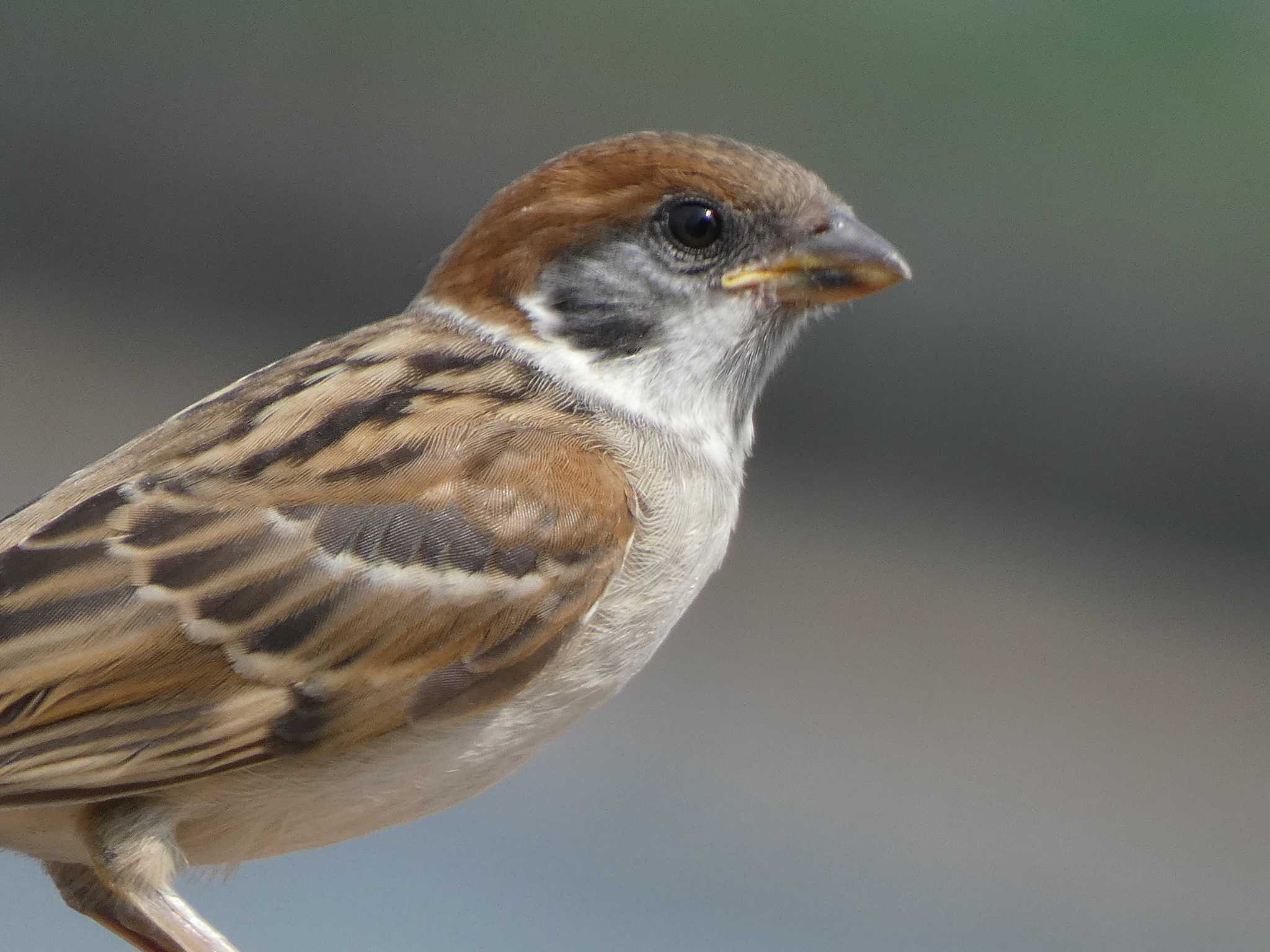 Photo of Eurasian Tree Sparrow at 瓢湖 by TAGAMEDORI