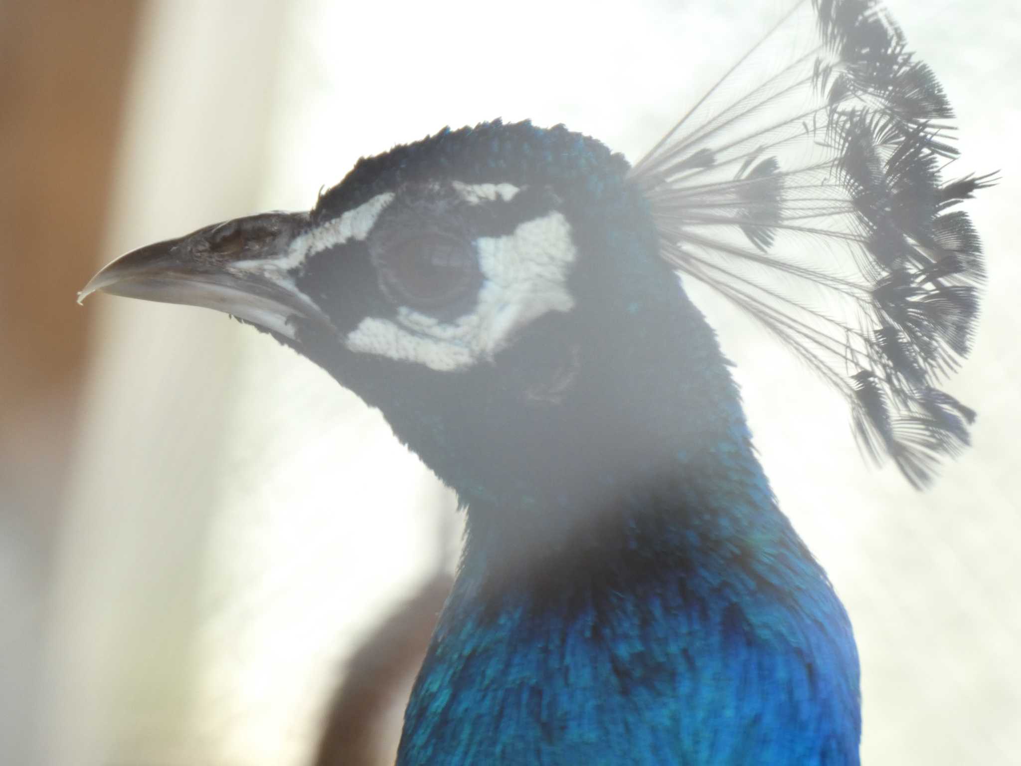 Photo of Indian Peafowl at 瓢湖 by TAGAMEDORI