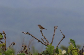 2022年6月28日(火) 新川河口(札幌市)の野鳥観察記録