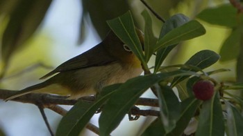 Warbling White-eye 金井公園 Tue, 6/28/2022