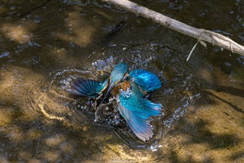 カワセミ 境川遊水地公園 2022年6月12日(日)