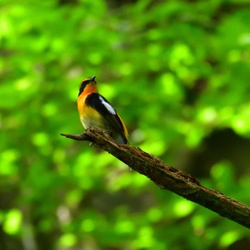 2022年6月19日(日) 西臼塚の野鳥観察記録