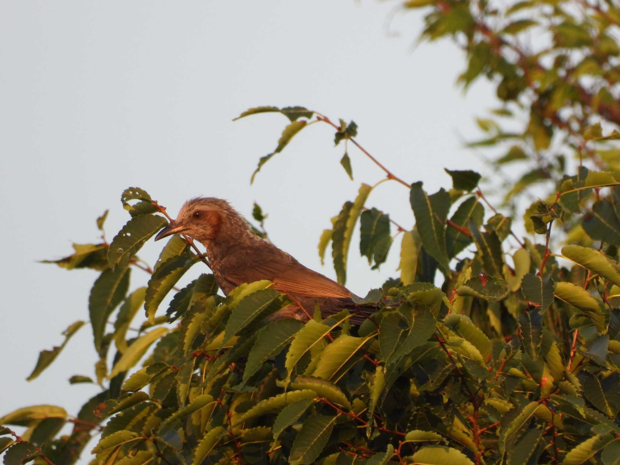 Brown-eared Bulbul