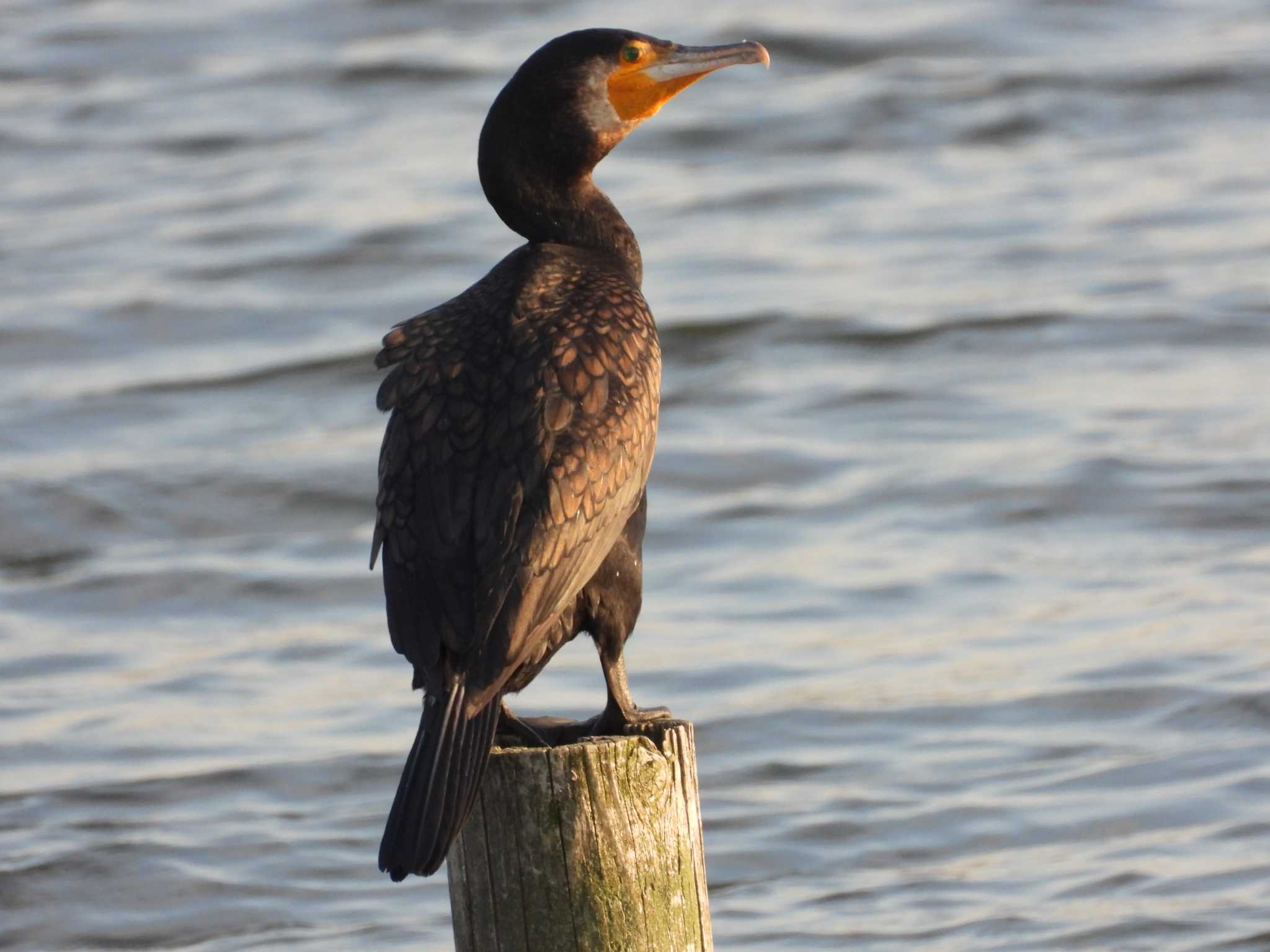 Great Cormorant