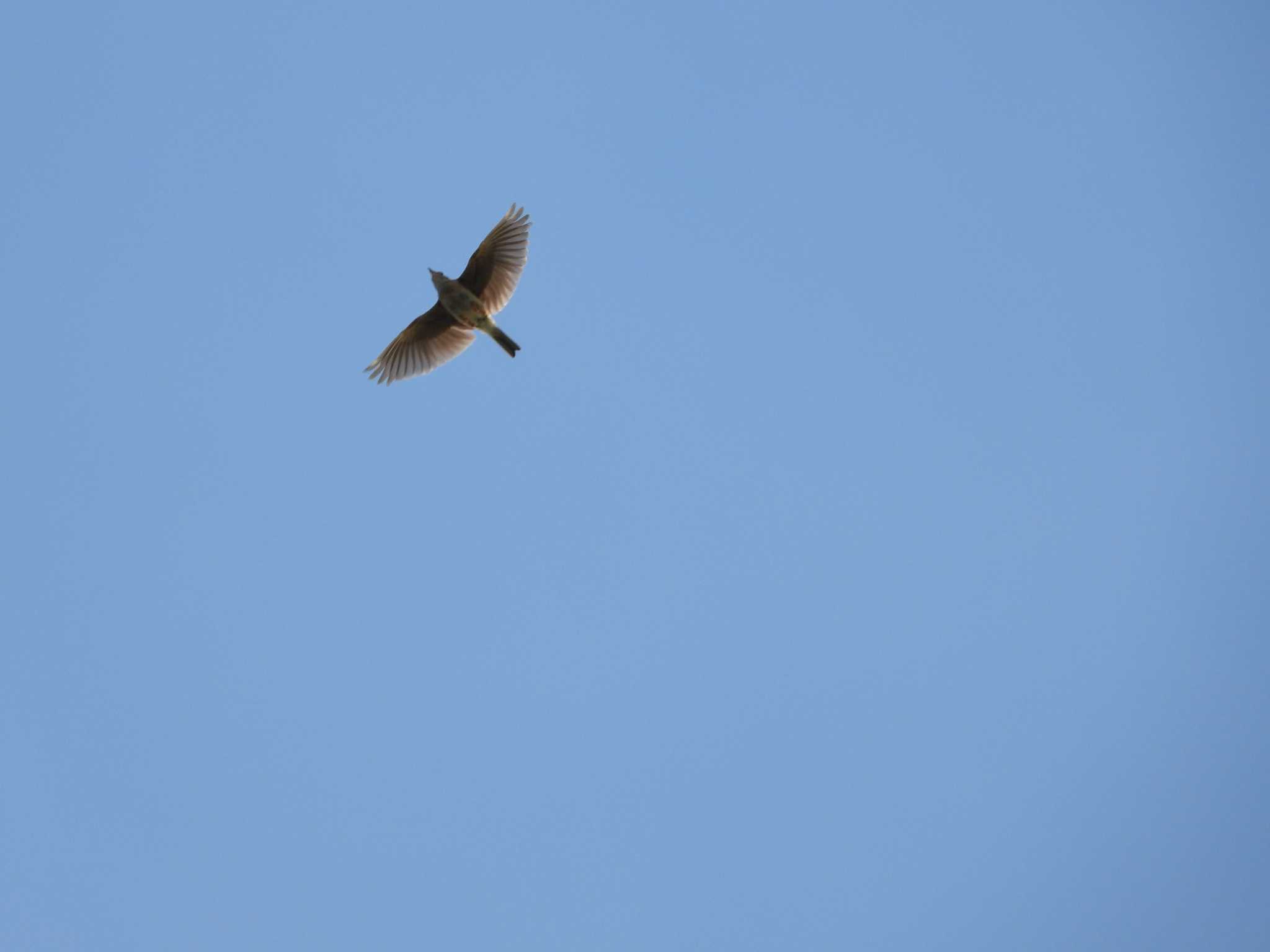 Eurasian Skylark