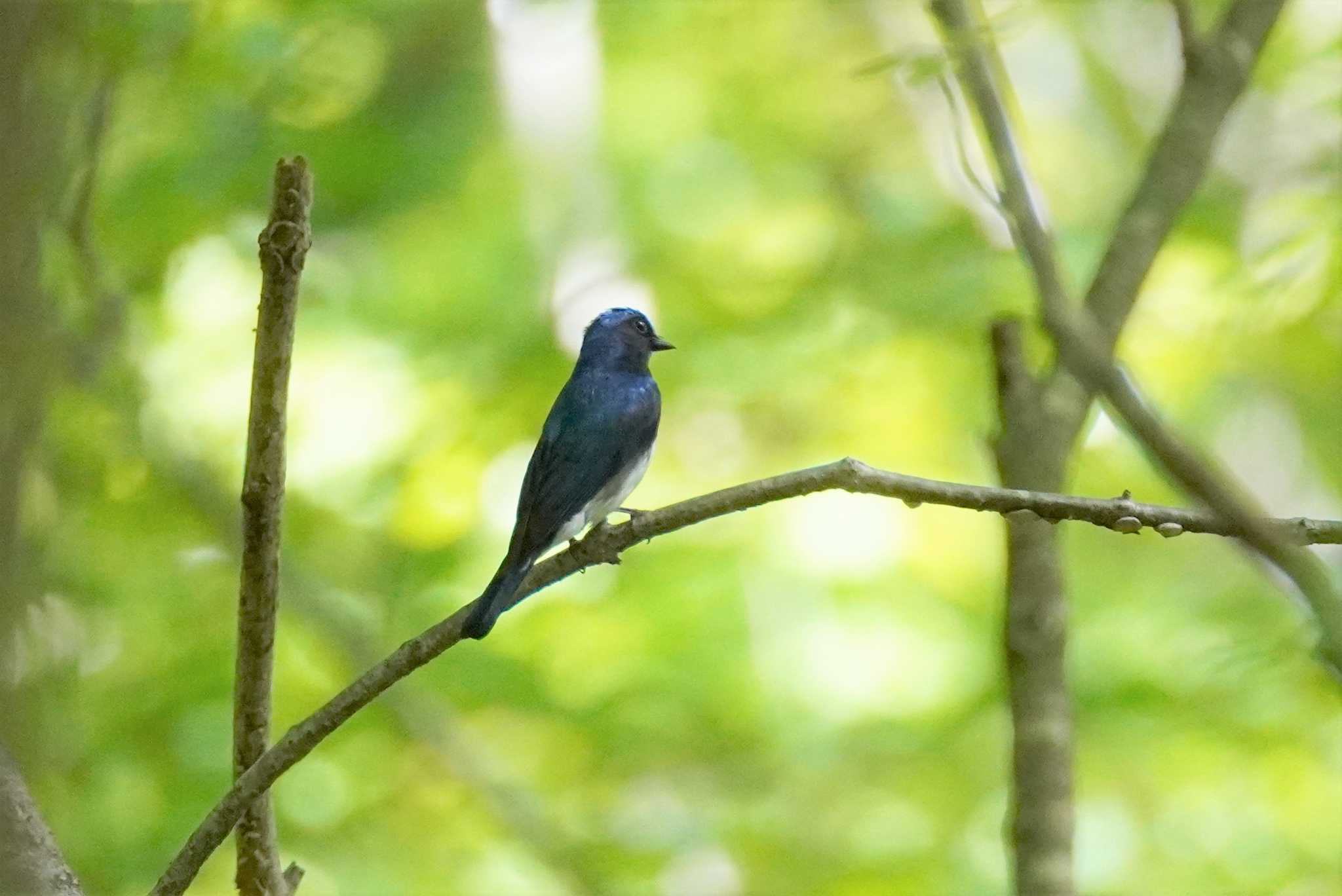 北大研究林(北海道大学苫小牧研究林) オオルリの写真 by くまちん