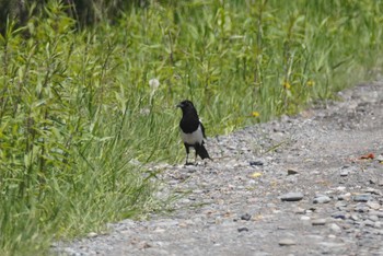 カササギ 苫小牧 2022年6月12日(日)