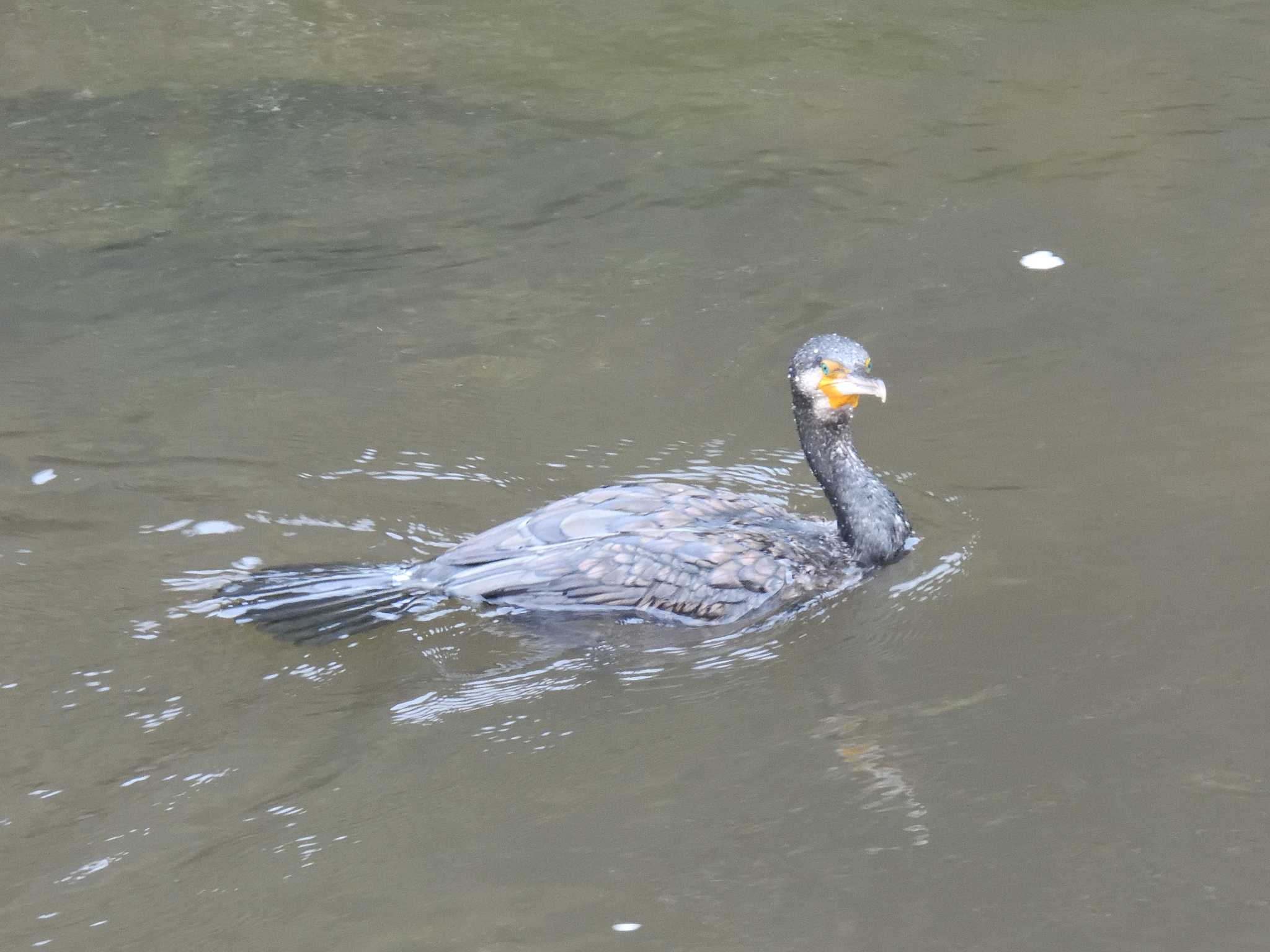 カワウ