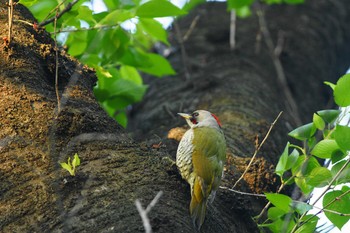 アオゲラ 世田谷区の公園 撮影日未設定