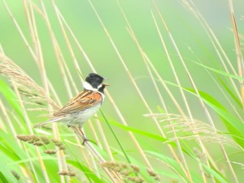 Common Reed Bunting 北海道(北部) Sun, 6/26/2022