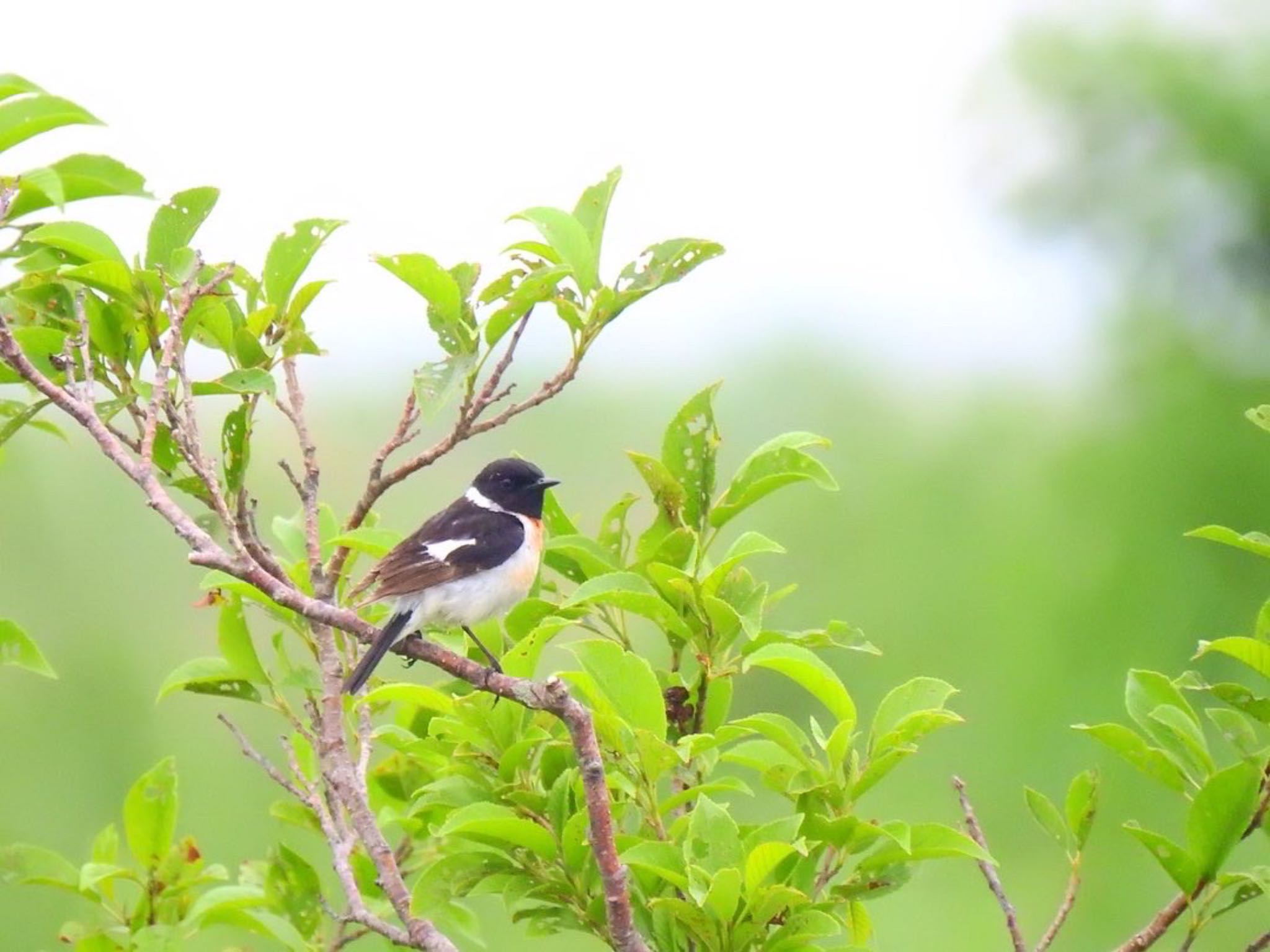 Photo of Amur Stonechat at 北海道(北部) by da