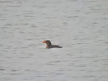 Rhinoceros Auklet 北海道(北部) Sun, 6/26/2022