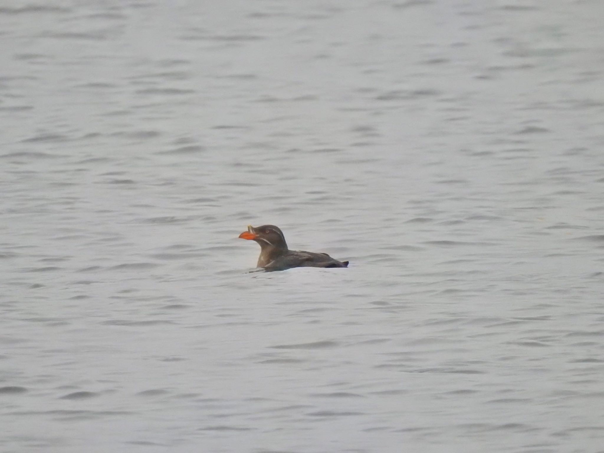 Photo of Rhinoceros Auklet at 北海道(北部) by da