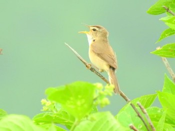 Black-browed Reed Warbler 北海道(北部) Sun, 6/26/2022