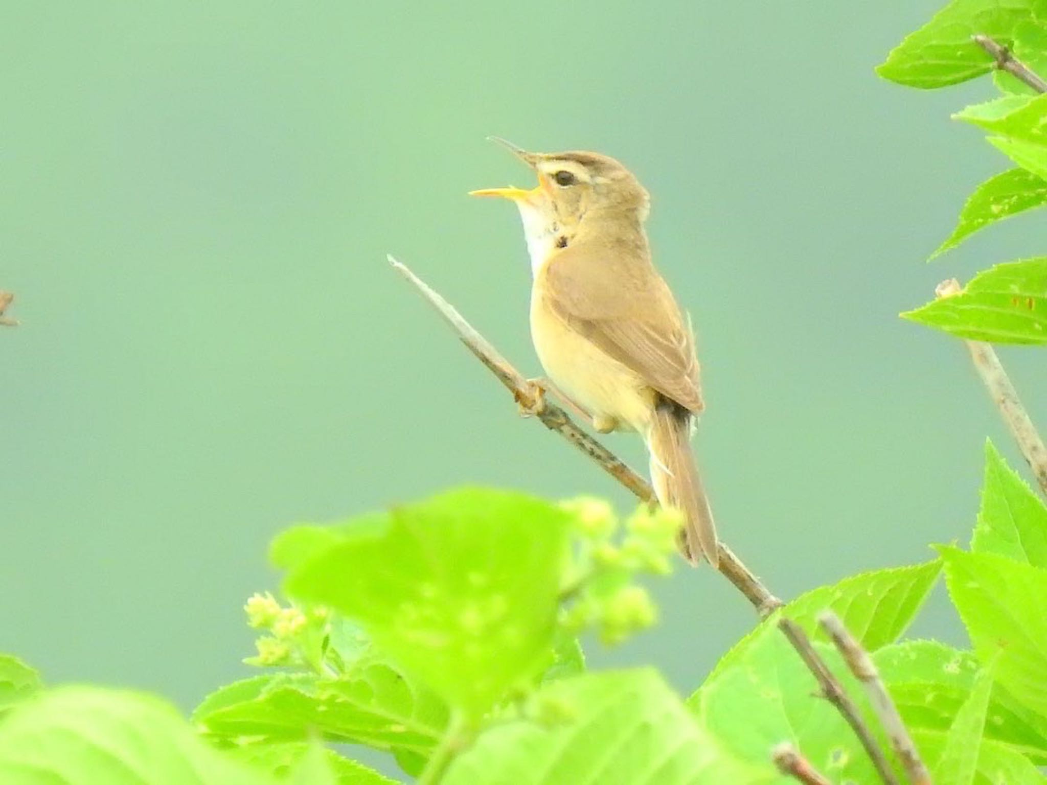 Photo of Black-browed Reed Warbler at 北海道(北部) by da