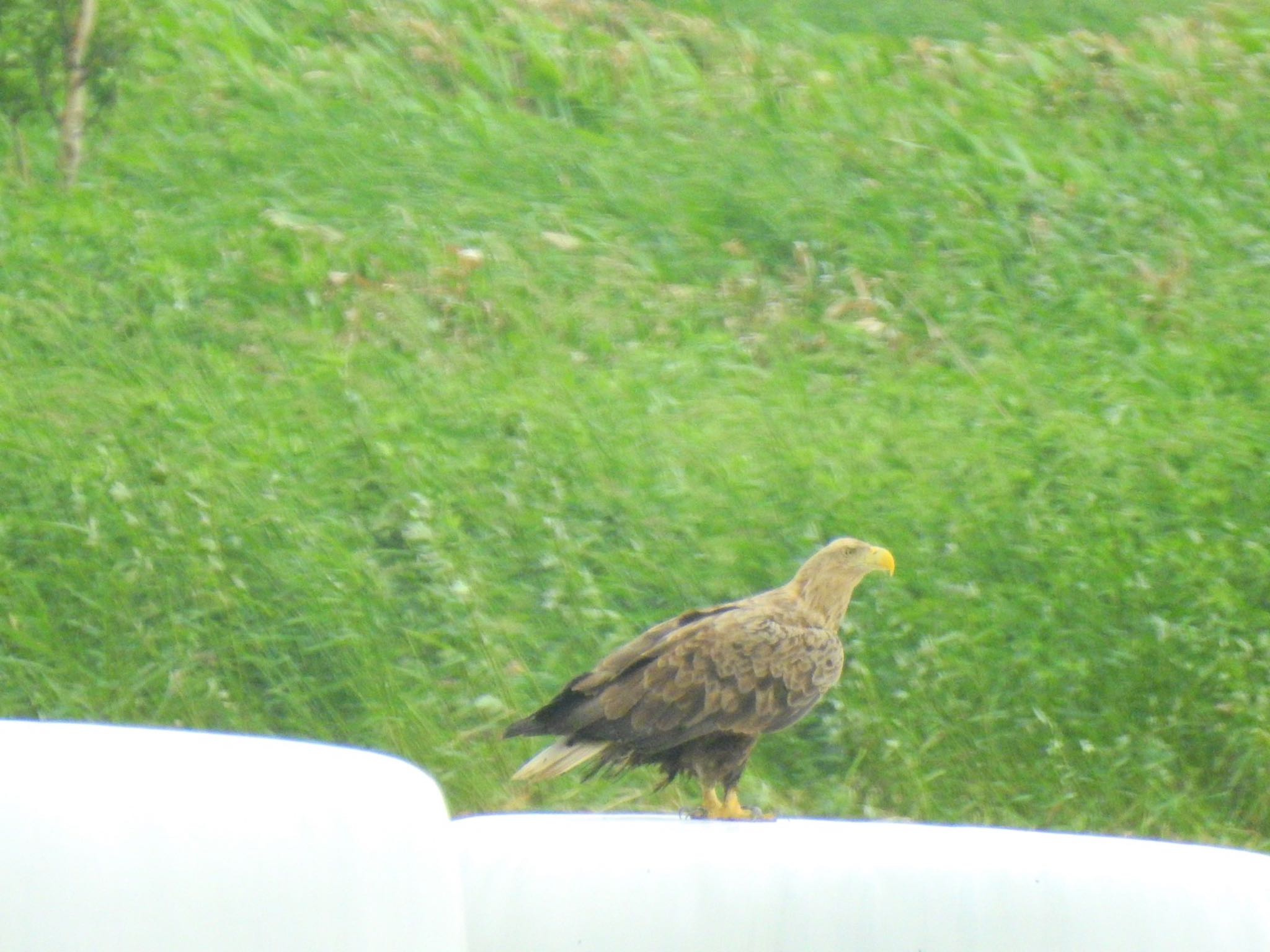 Photo of White-tailed Eagle at 北海道(北部) by da