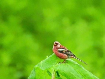 Siberian Long-tailed Rosefinch 北海道(北部) Sun, 6/26/2022