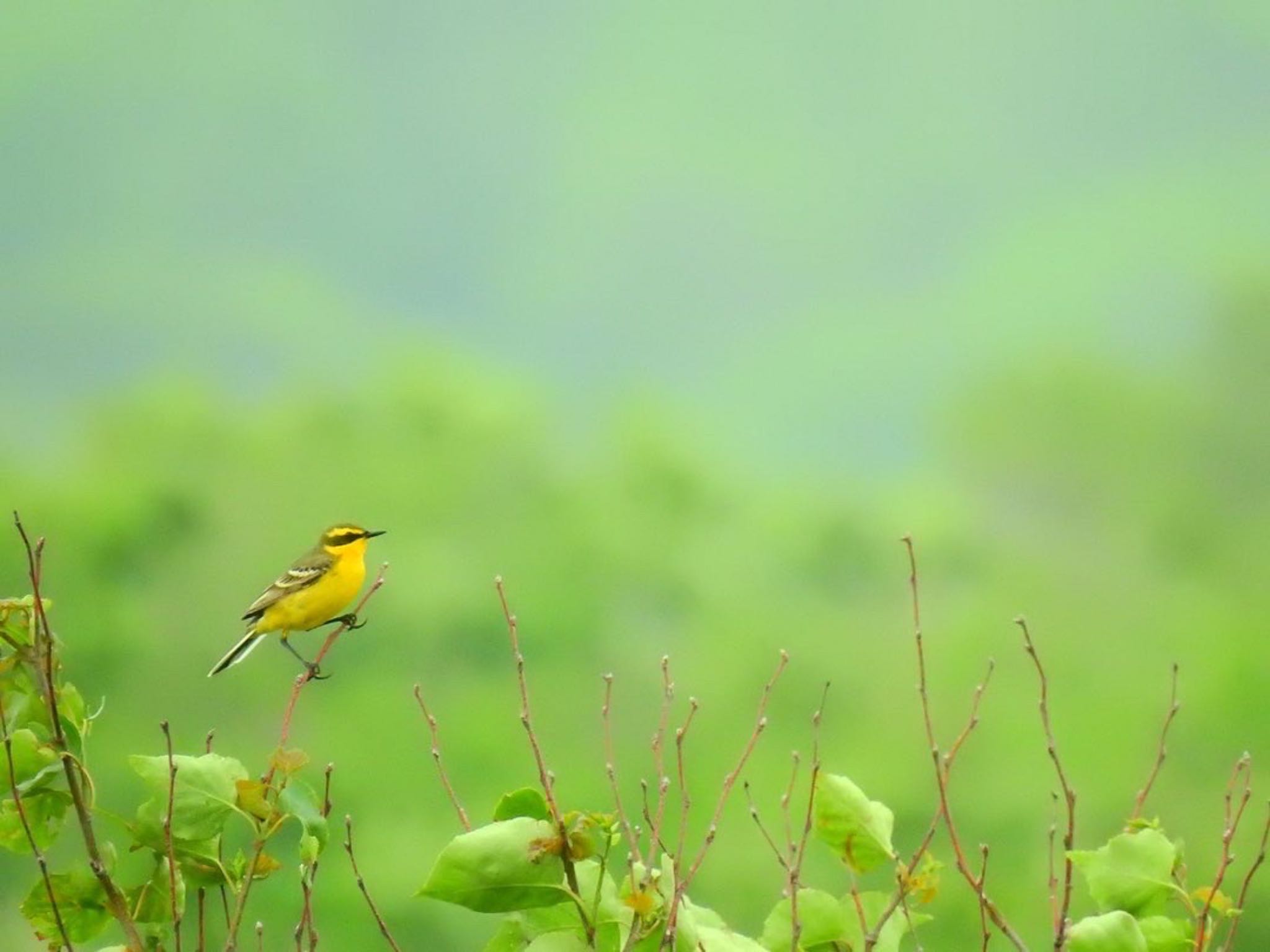 Photo of Eastern Yellow Wagtail at 北海道(北部) by da