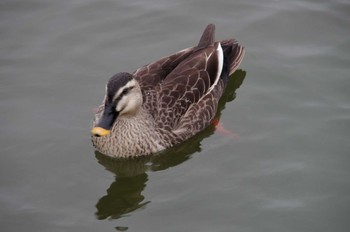 カルガモ 都立浮間公園 2018年1月8日(月)