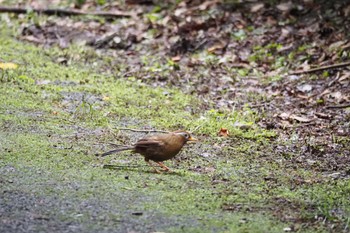 ガビチョウ 場所が不明 2022年6月11日(土)