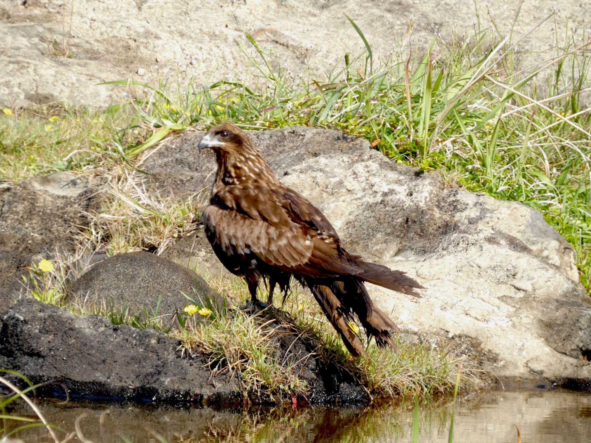 Photo of Black Kite at 城ヶ島 by koshi