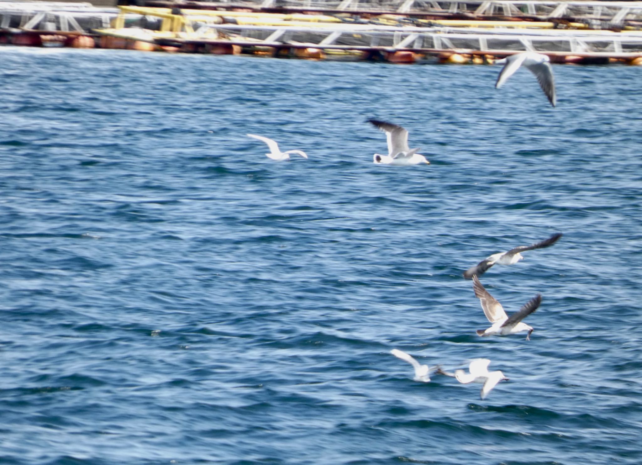 Photo of Black-tailed Gull at 城ヶ島 by koshi