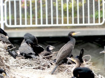 カワウ くつわ堰 2022年5月8日(日)