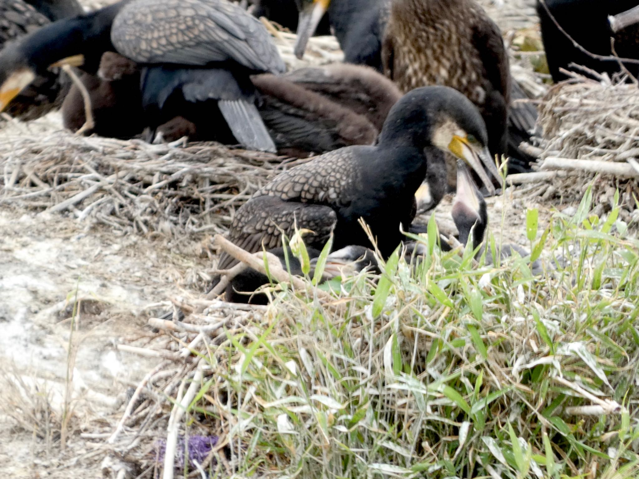 くつわ堰 カワウの写真 by koshi