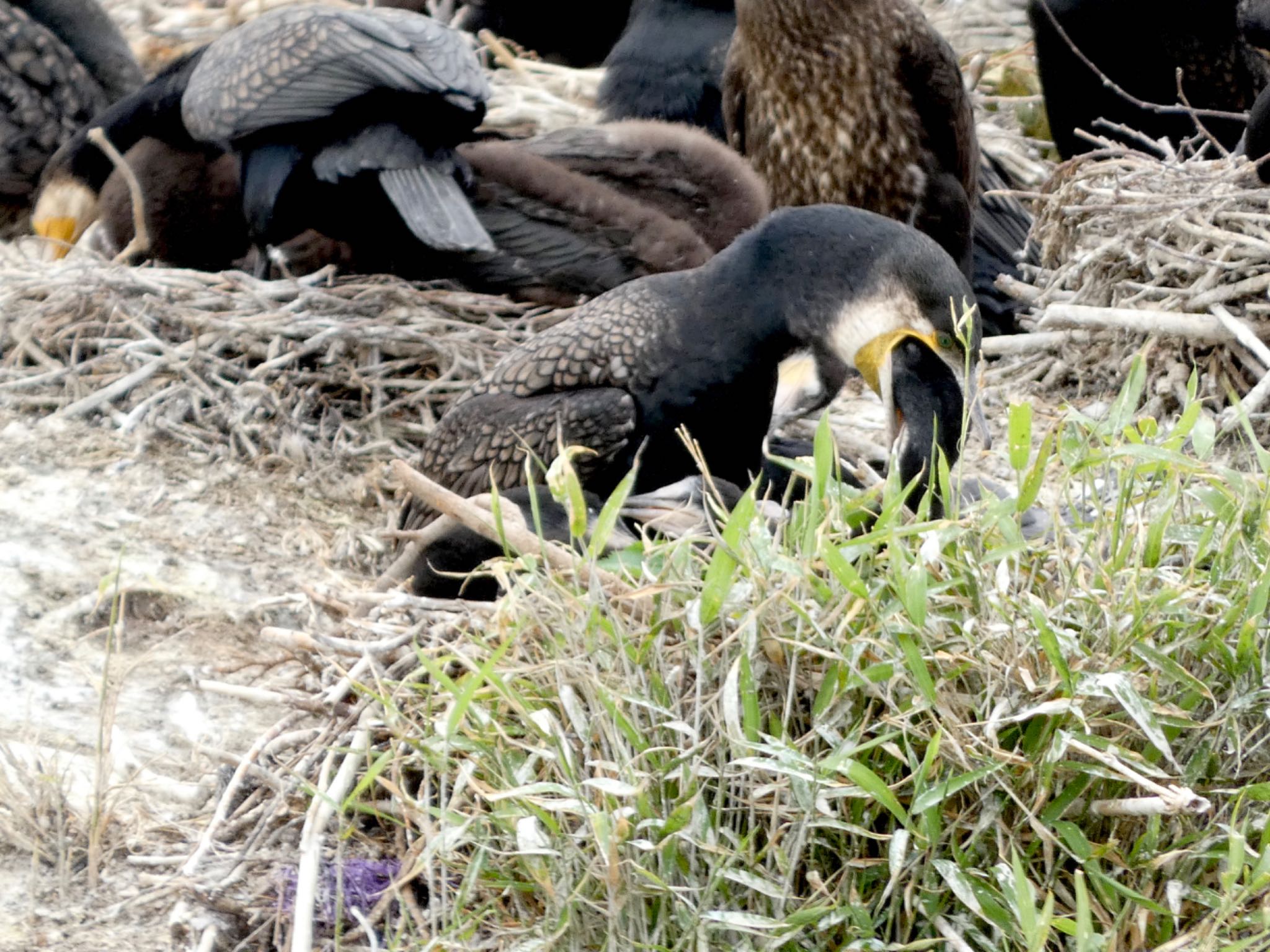 くつわ堰 カワウの写真 by koshi